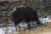 Wild Boar